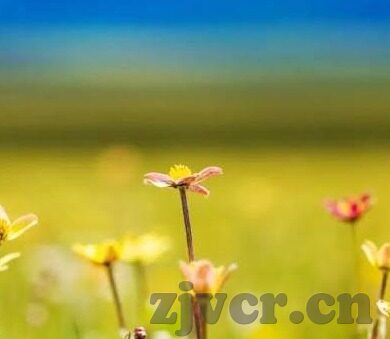 果冻传媒md0076沈芯语-探寻果冻传媒MD0076与沈芯语的创意火花